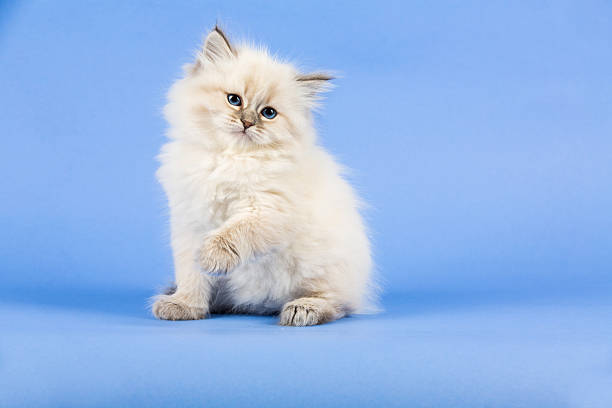 istock Portrait of Siberian kitten 637000972