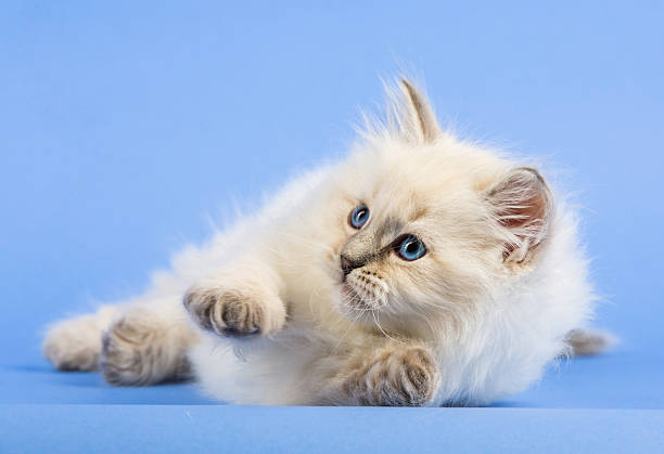 istock Portrait of Siberian kitten 637000992