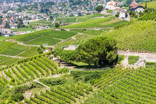 Vineyards in Lavaux region - Terrasses de Lavaux terraces, Switz
