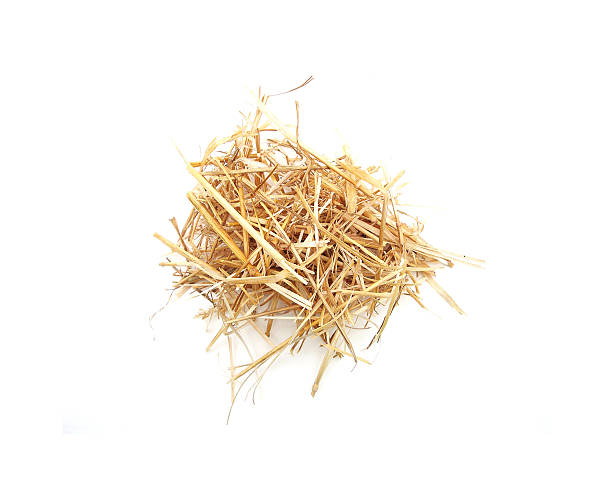 istock Straw of wheat on a white background. 637001286