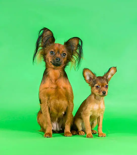 Moscow long-haired toy terrier