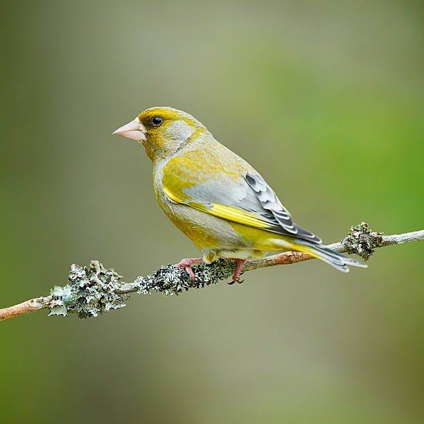 istock Beautiful male Greenfinch 637002162