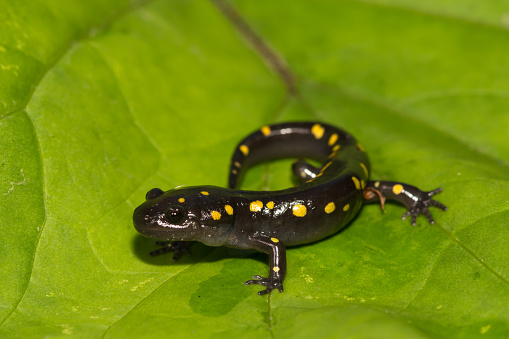 A close up of a young Spotted Salamander on a green leaf.