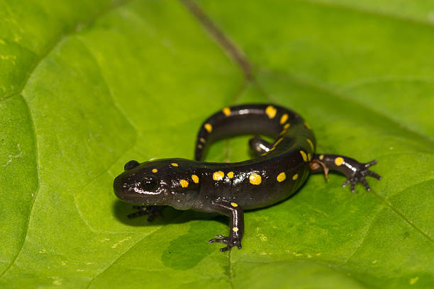 Spotted Salamander A close up of a young Spotted Salamander on a green leaf. amphibians stock pictures, royalty-free photos & images
