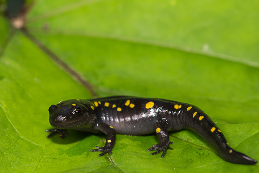 A close up of a young Spotted Salamander isolated on a green leaf.