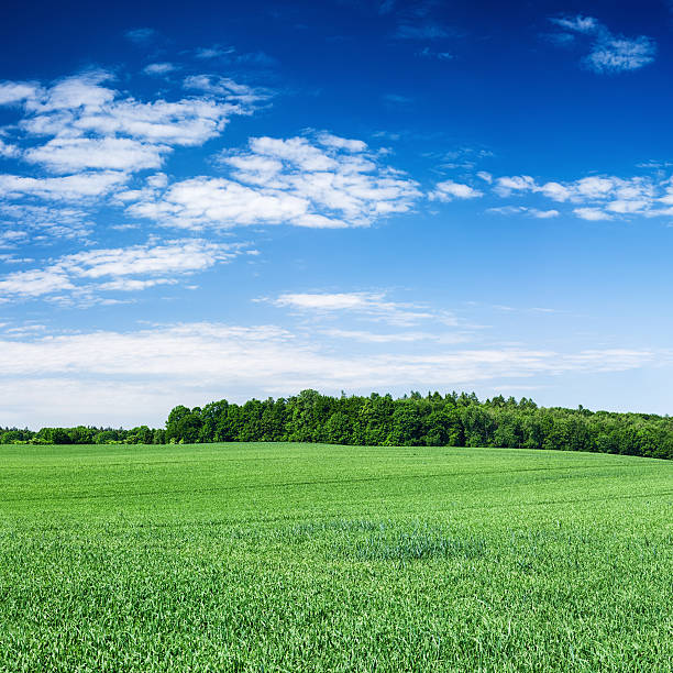 istock Square spring landscape XXXXL - meadow, blue sky 637003912