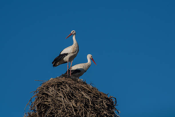 istock Stork nest near Sevilla in Spain 637004192