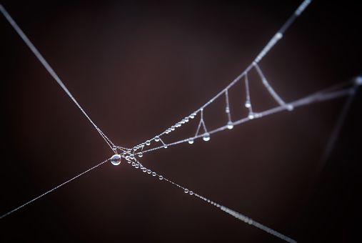 Drops on spiderweb.Drop on spider web.