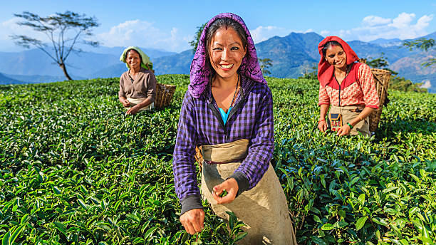 istock Indian pickers plucking tea leaves in Darjeeling, India 637006922