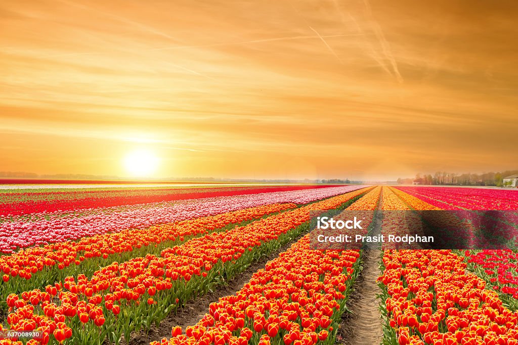 Landscape of Netherlands tulips with sunlight in Netherlands. Tulip Stock Photo