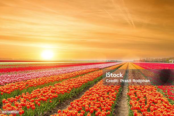 Landscape Of Netherlands Tulips With Sunlight In Netherlands Stock Photo - Download Image Now