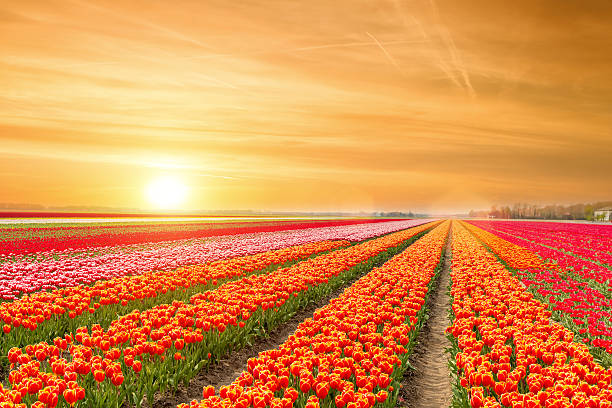 landscape of netherlands tulips with sunlight in netherlands. - agriculture beauty in nature flower blossom imagens e fotografias de stock