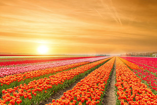 landscape of netherlands tulips with sunlight in netherlands. - lale fotoğraflar stok fotoğraflar ve resimler