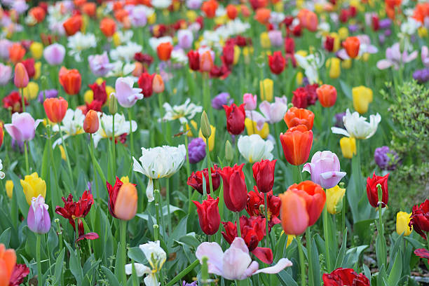 istock Background colorful tulip flowers in garden 637011084