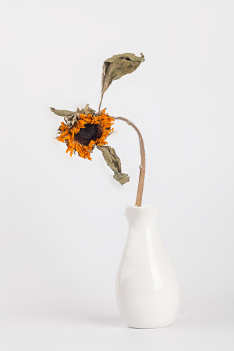 dead  sunflower studio shot with white background