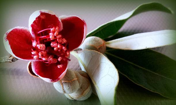 istock Guava flower, seeds and leaves 637013544