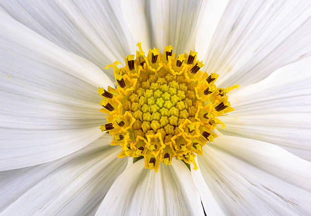 istock White flower and yellow pollen in soft focus 637013602