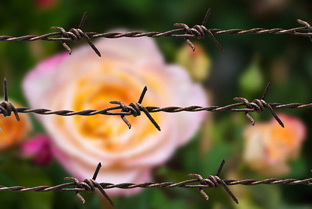 istock rose in sweet and soft color use for flora background 637014506