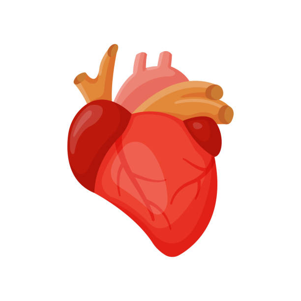 ilustraciones, imágenes clip art, dibujos animados e iconos de stock de corazón humano ilustración de vectores. - pumping blood illustrations