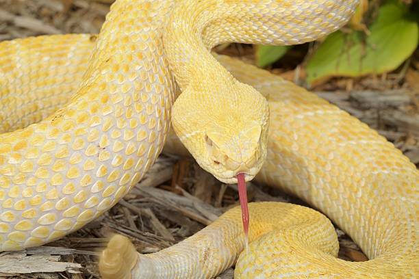 istock Albino Western Diamondback Rattlesnake 637016572