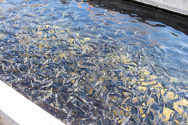 Fish in a canal at a fish farm Dense fish in a concrete canal at a fish farm.  The fish hatchery is used to grow rainbow and cutthroat trout in Colorado.  Once mature, the farmed fish are released into the wild. hatchery stock pictures, royalty-free photos & images