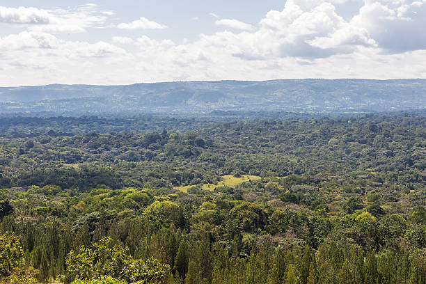 istock Big forest in Kenya. Kakamega, Kenya 637017188