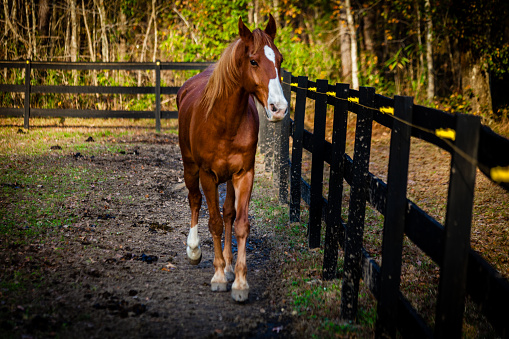 A horse trots along a fence