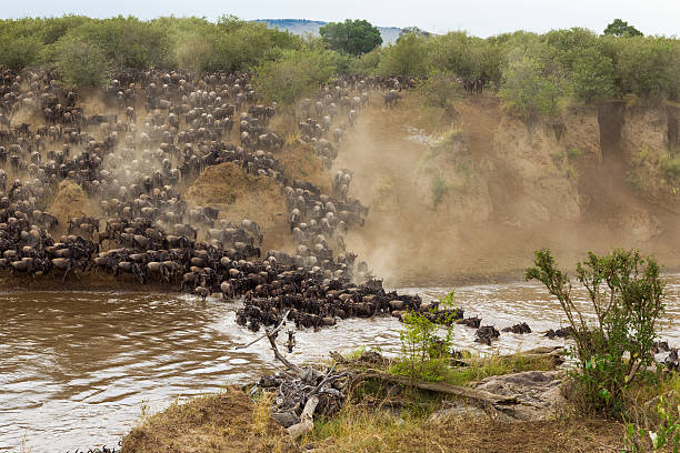 istock Crossing to the other side. Mara river, Kenya 637018150