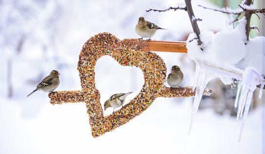 winter season and problem of hunger ;wild birds love the creative concept