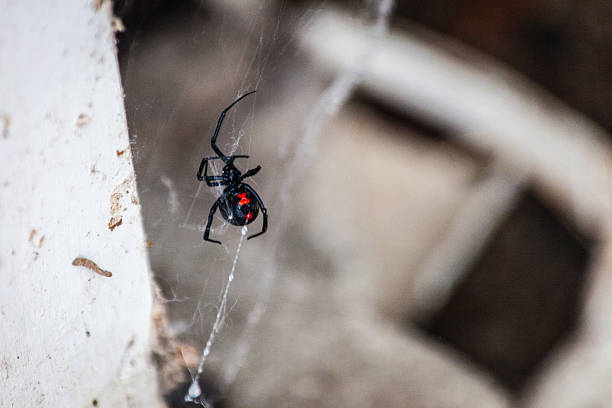 Black Widow Spider in Web A Black Widow Spider travels along her web black widow spider photos stock pictures, royalty-free photos & images