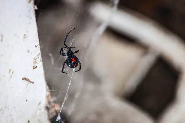 Photo of Black Widow Spider in Web