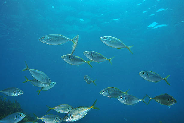 istock Trevally in blue water 637018810
