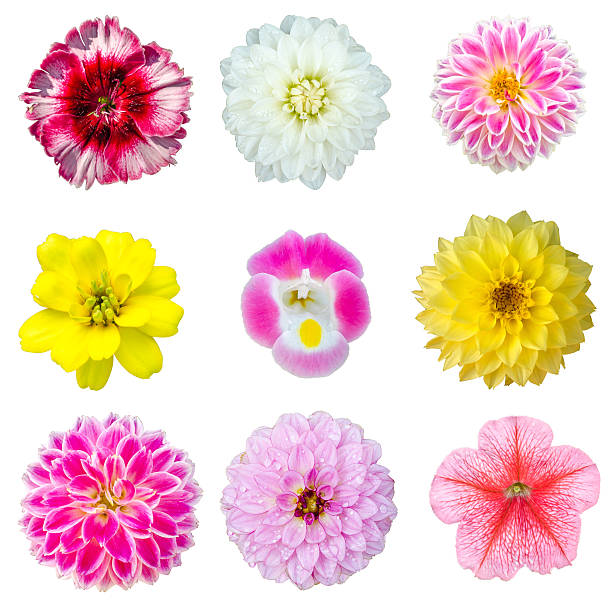 istock set of colorful flower isolated on white background 637019094