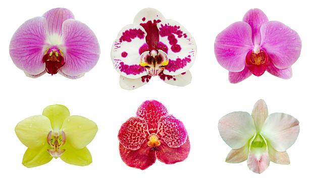 collection set of orchid flower on white isolated background - orchid flower pink flower head imagens e fotografias de stock