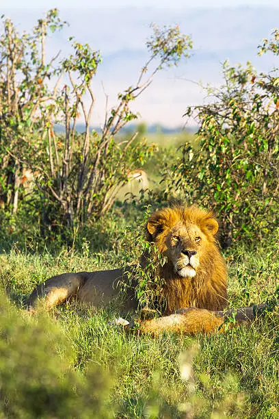 Photo of King of Masai Mara. Lion. Kenya, Africa