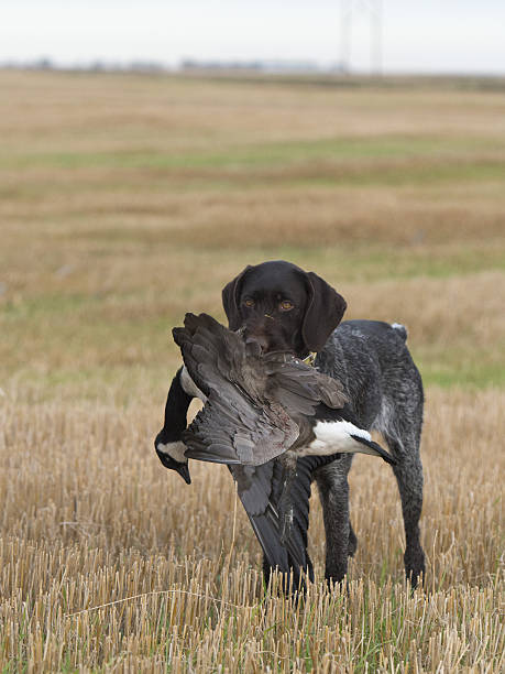 istock Hunting Dog with a goose 637019798