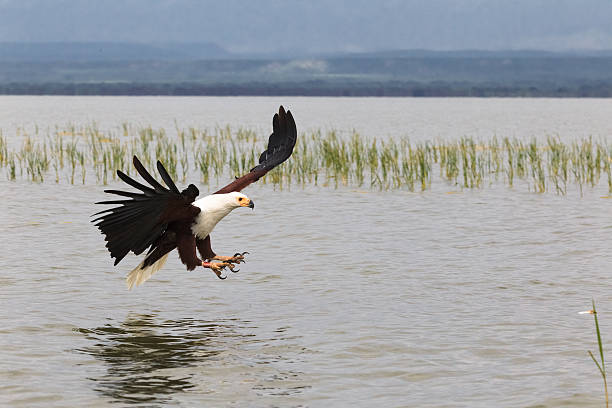istock Eagle fisher. Lake Baringo. Kenya, Africa 637021072
