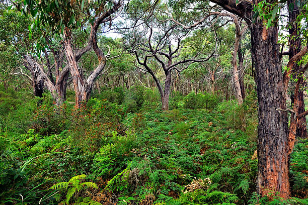 fitta foresta del parco nazionale di great otway - otway national park foto e immagini stock