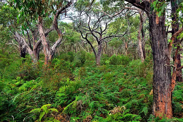 Photo of Dense forest of Great Otway National Park