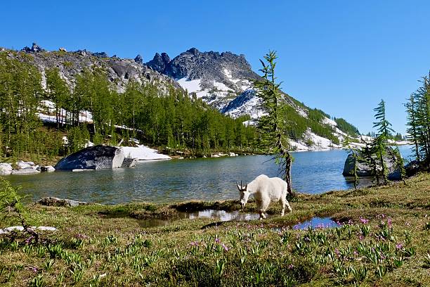 Wild white mountain goat walking through meadows. Desolation lake. Enchantment Lakes. Cascade Mountains. Leavenworth. Seattle. Washington. United States. north cascades national park cascade range waterfall snowcapped stock pictures, royalty-free photos & images