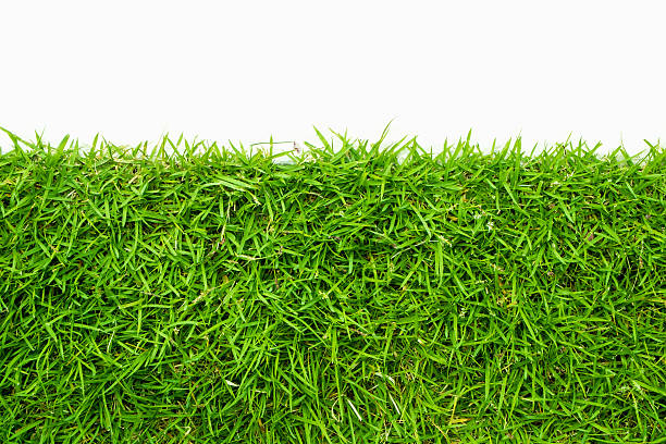 istock Greensward and the white space 637025704