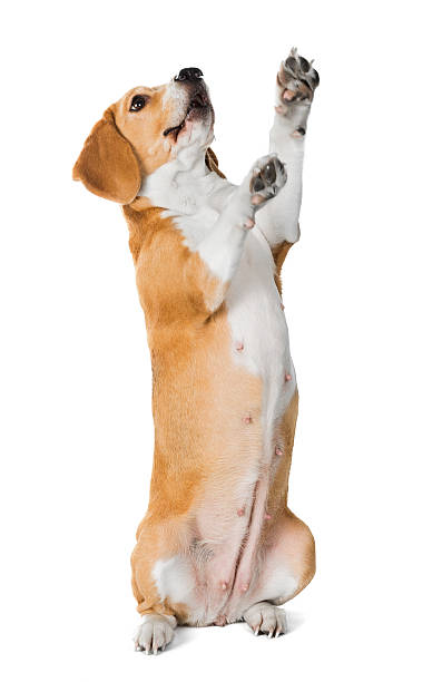 istock cute beagle dog isolated on white background 637025726