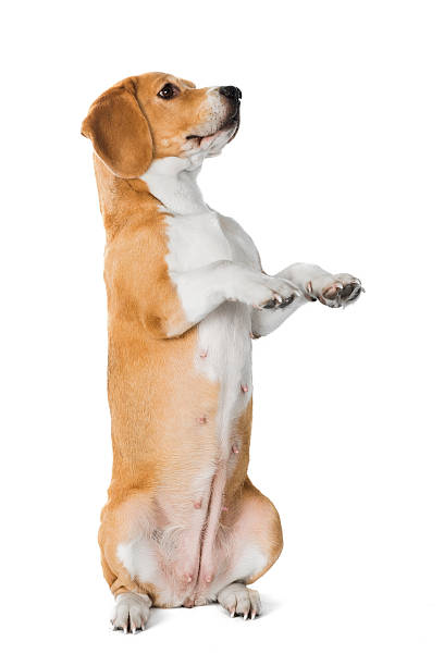 istock cute beagle dog isolated on white background 637025822