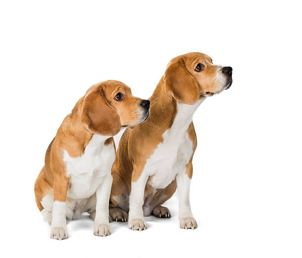 dos lindo perro beagle aislado sobre fondo blanco - two dogs fotografías e imágenes de stock