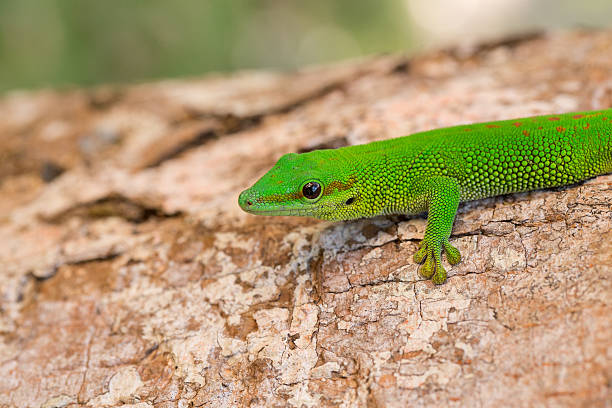 istock Phelsuma madagascariensis day gecko, Madagascar 637028832