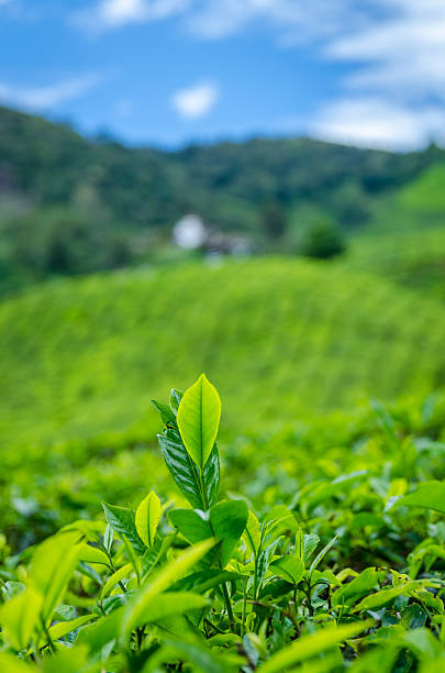 istock Tea leaf on the tea plantation in Malaysia 637030058