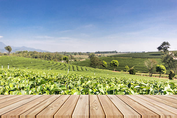 istock empty wooden floor on tea field background 637031146