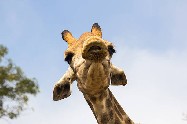 istock the giraffe head close up in  the zoo 637031542