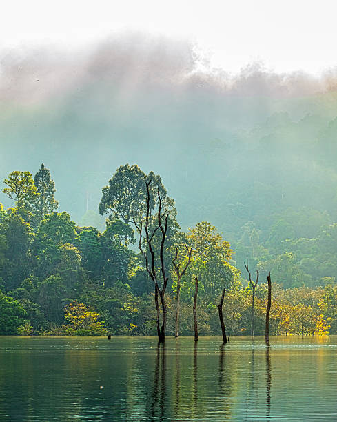 istock green forest in  the biggest rainforest national park in Thailan 637032462