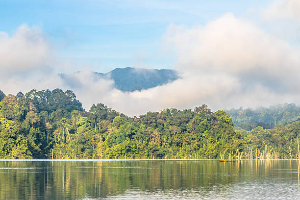 istock green forest in  the biggest rainforest national park in Thailan 637033528